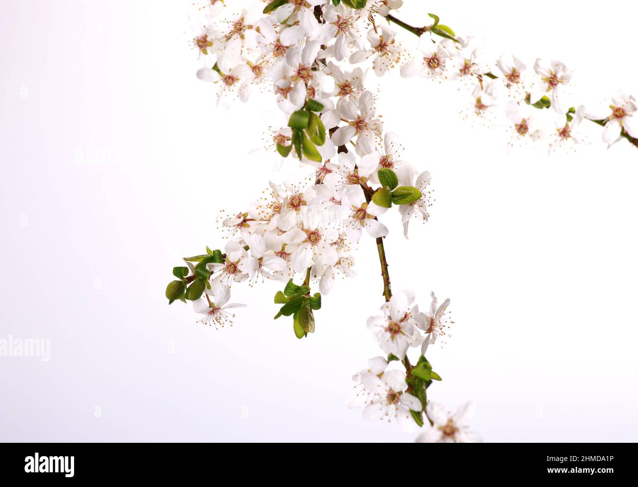 Blooming plum tree closeup. Spring white flowers. Plum-tree branch covered with white flowers and new foliage on white background. Stock Photo