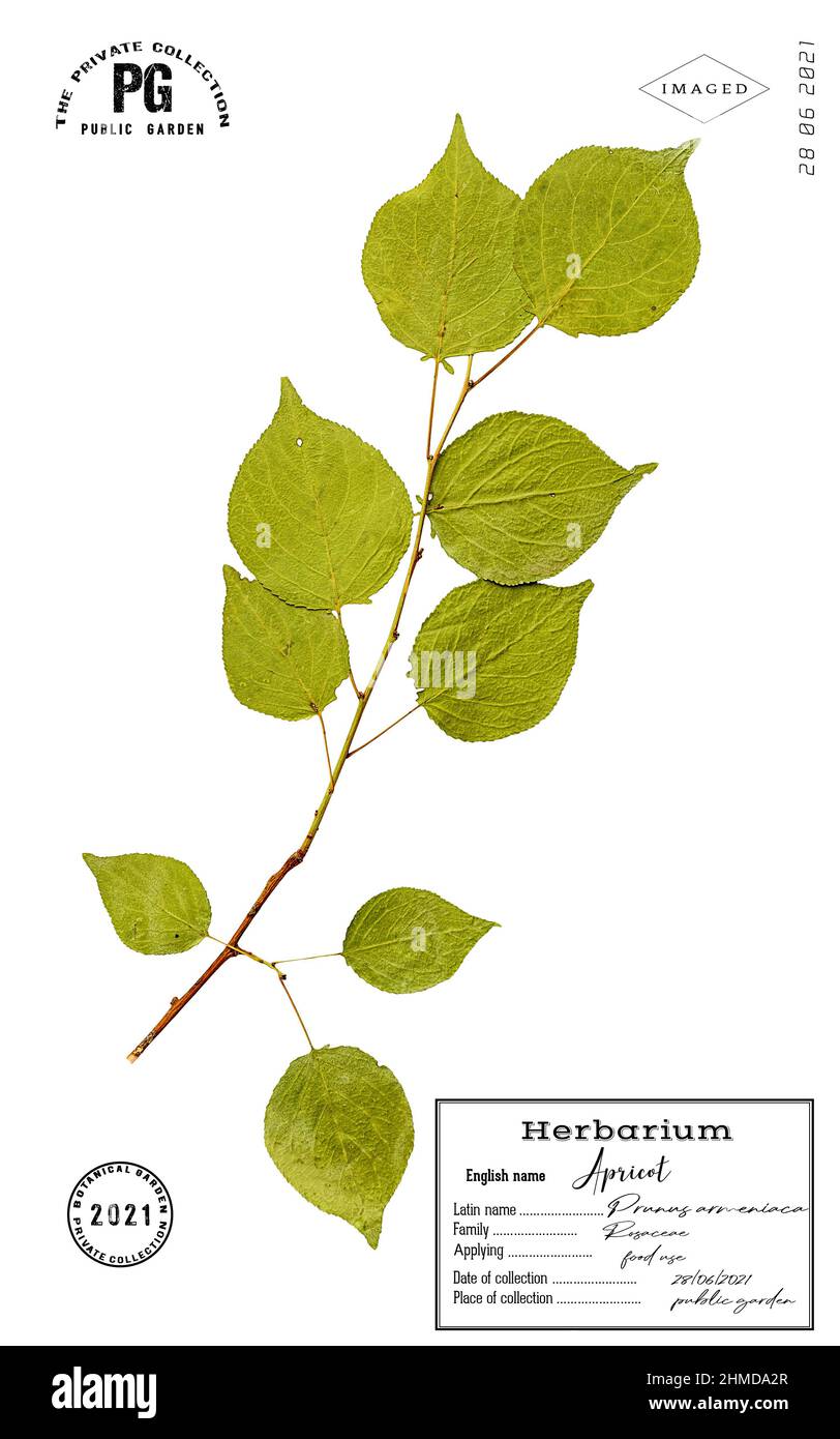 Dried stylized herbarium twigs apricot tree isolated Stock Photo
