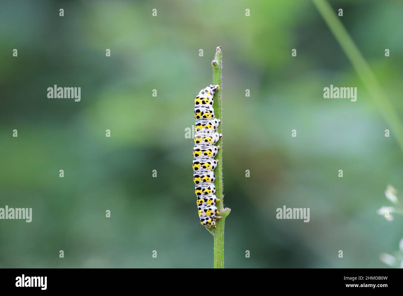 Caterpillar of Mullein - Cucullia verbasci on figworts - Scrophularia. Stock Photo