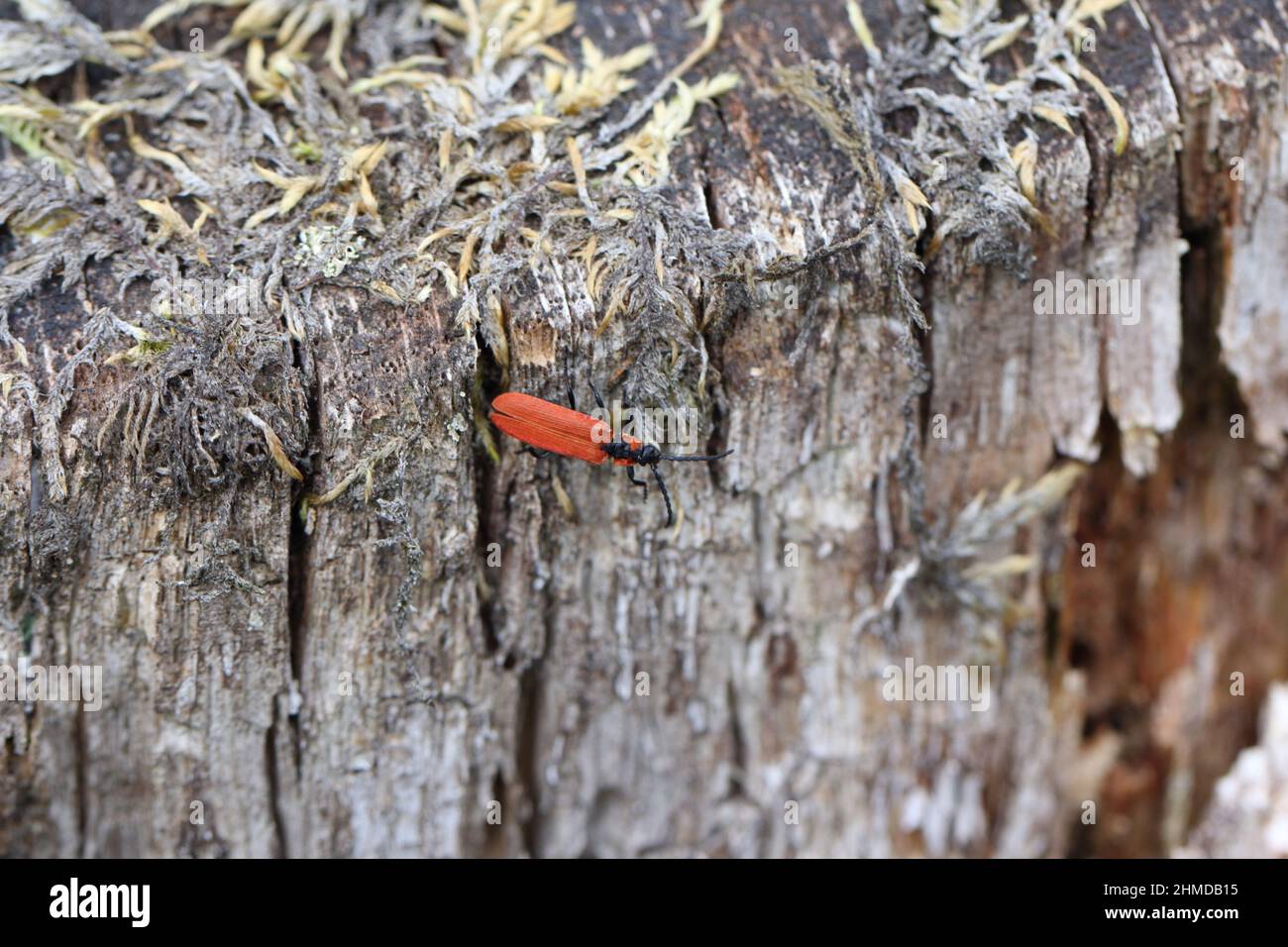 Net-winged beetle (Lygistopterus sanguineus) macro. Stock Photo