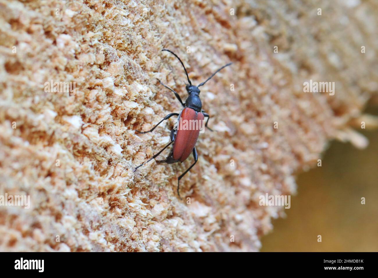 Female of Anastrangalia sanguinolenta laying eggs on spruce wood. It is a species of flower longhorn beetles belonging to the family Cerambycidae. Stock Photo