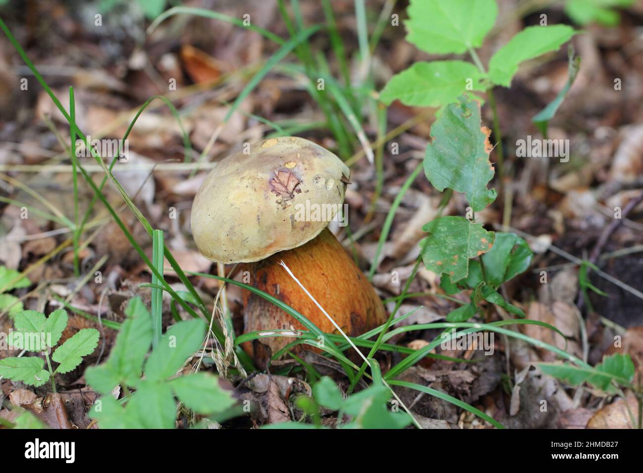 Suillellus luridus (formerly Boletus luridus), commonly known as the lurid bolete with forest trees in the background Stock Photo