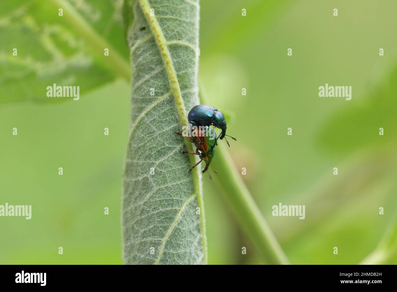 Byctiscus (Deporaus) betulae. A pair on a willow leaf. Stock Photo
