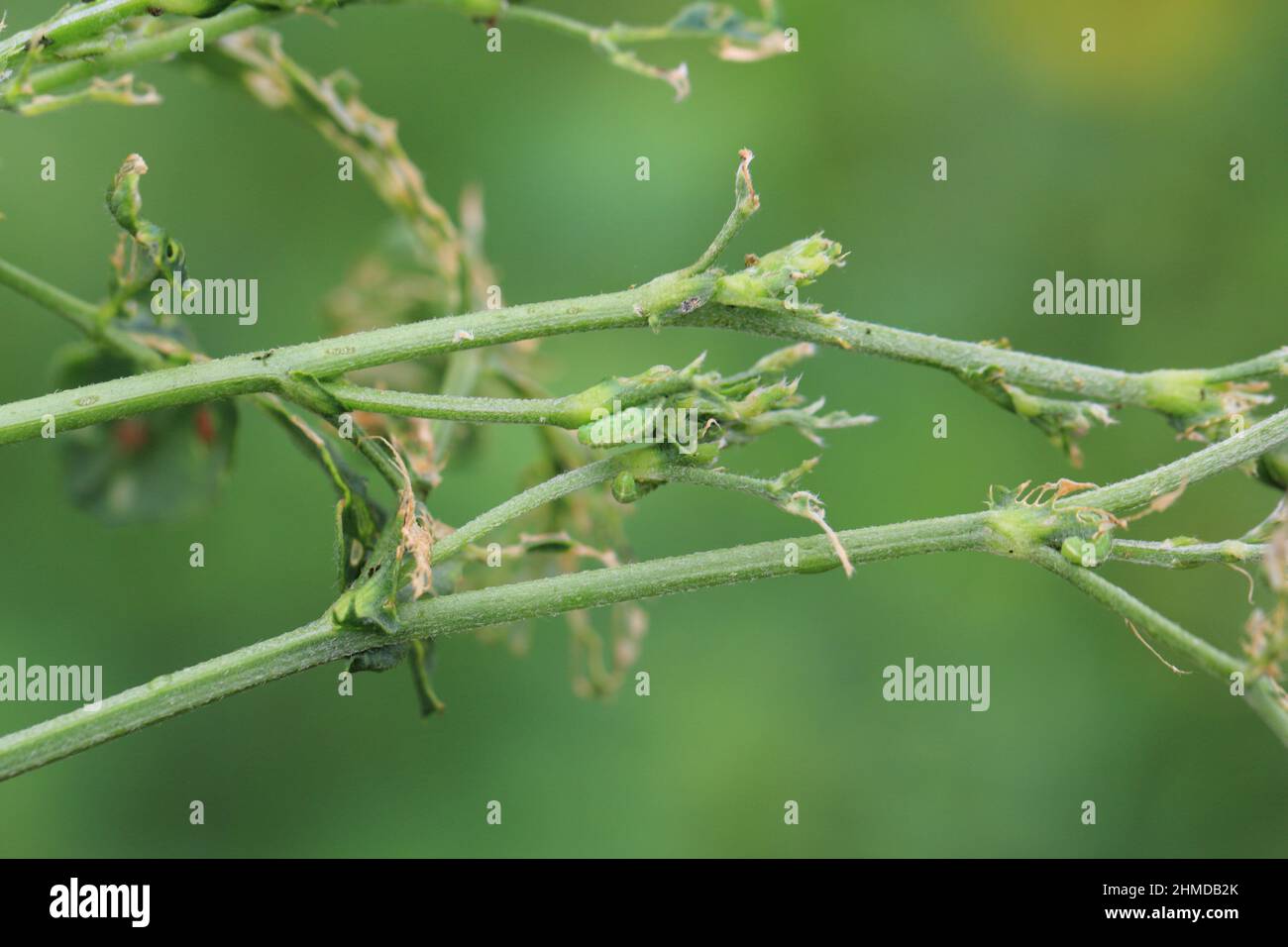 Alfalfa plant damaged by larvae of Lucerne weevil - Hypera postica. It is a dangerous pest of this crop plant. Stock Photo