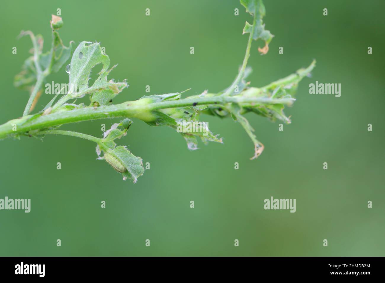 Alfalfa plant damaged by larvae of Lucerne weevil - Hypera postica. It is a dangerous pest of this crop plant. Stock Photo