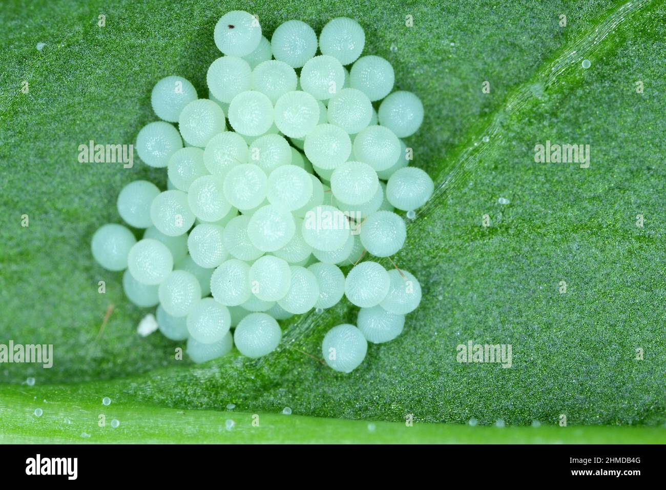 Cluster of moth eggs on underside of sugar beet leaf. Stock Photo