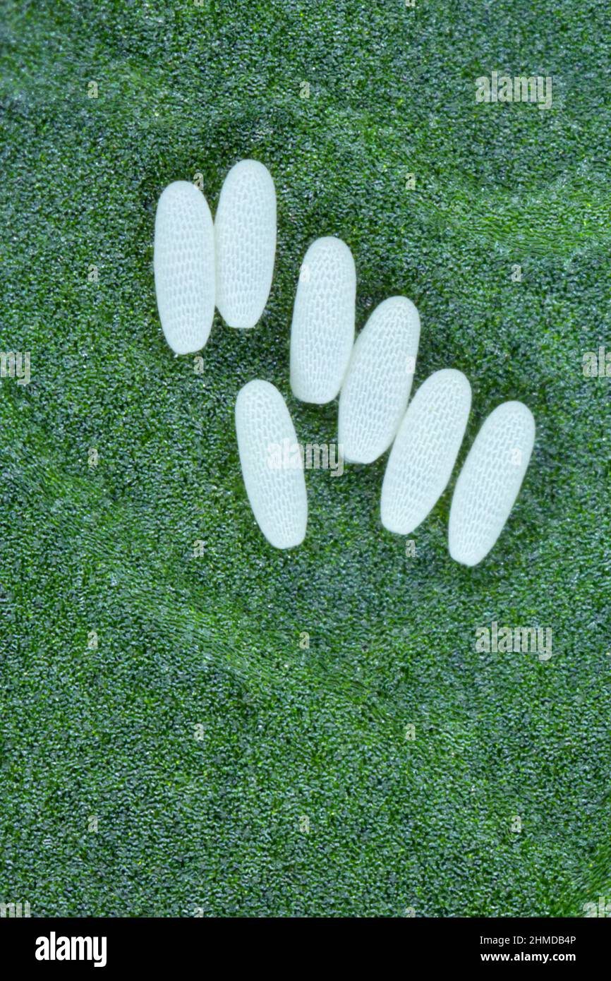Eggs deposit of the beet leafminer or spinach leafminer - Pegomya hyoscyami on the underside of a sugar beet leaf. Stock Photo