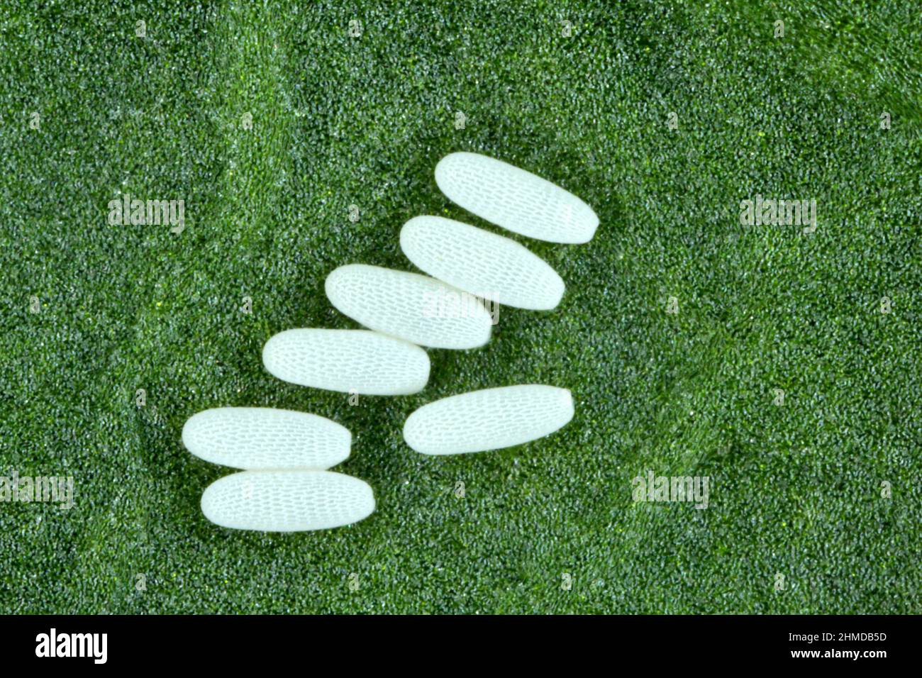 Eggs deposit of the beet leafminer or spinach leafminer Pegomya