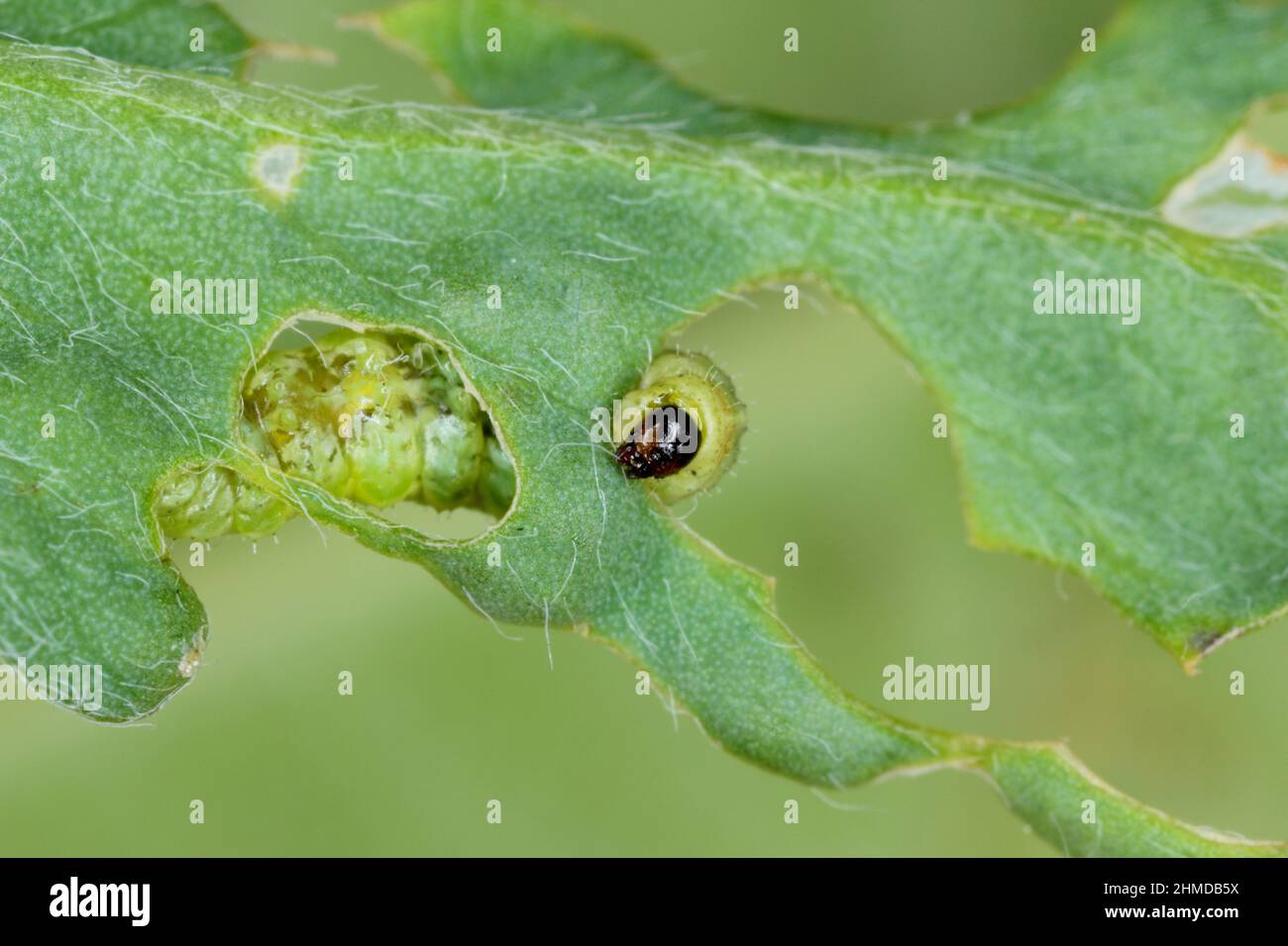 Larva of Lucerne weevil - Hypera postica on a damaged alfalfa plant. It is a dangerous pest of this crop plant. Stock Photo