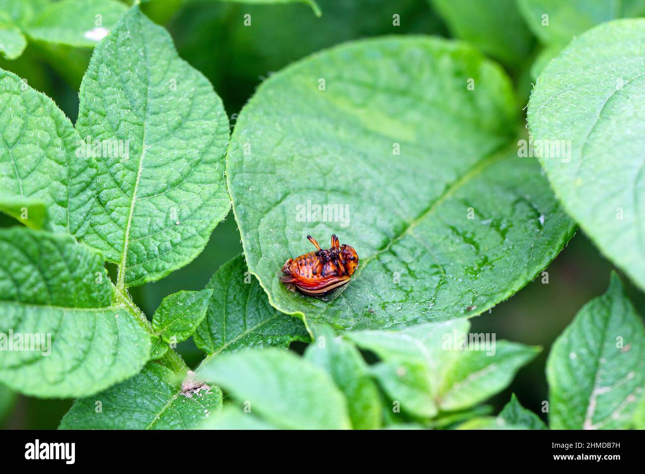 Dead potato beetle on a potato leaf after insecticide treatment. Stock Photo