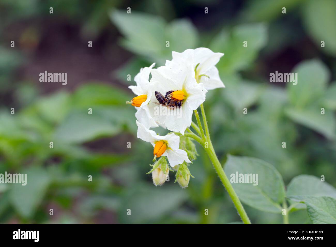 A honey bee pollinating a potato flower Stock Photo Alamy