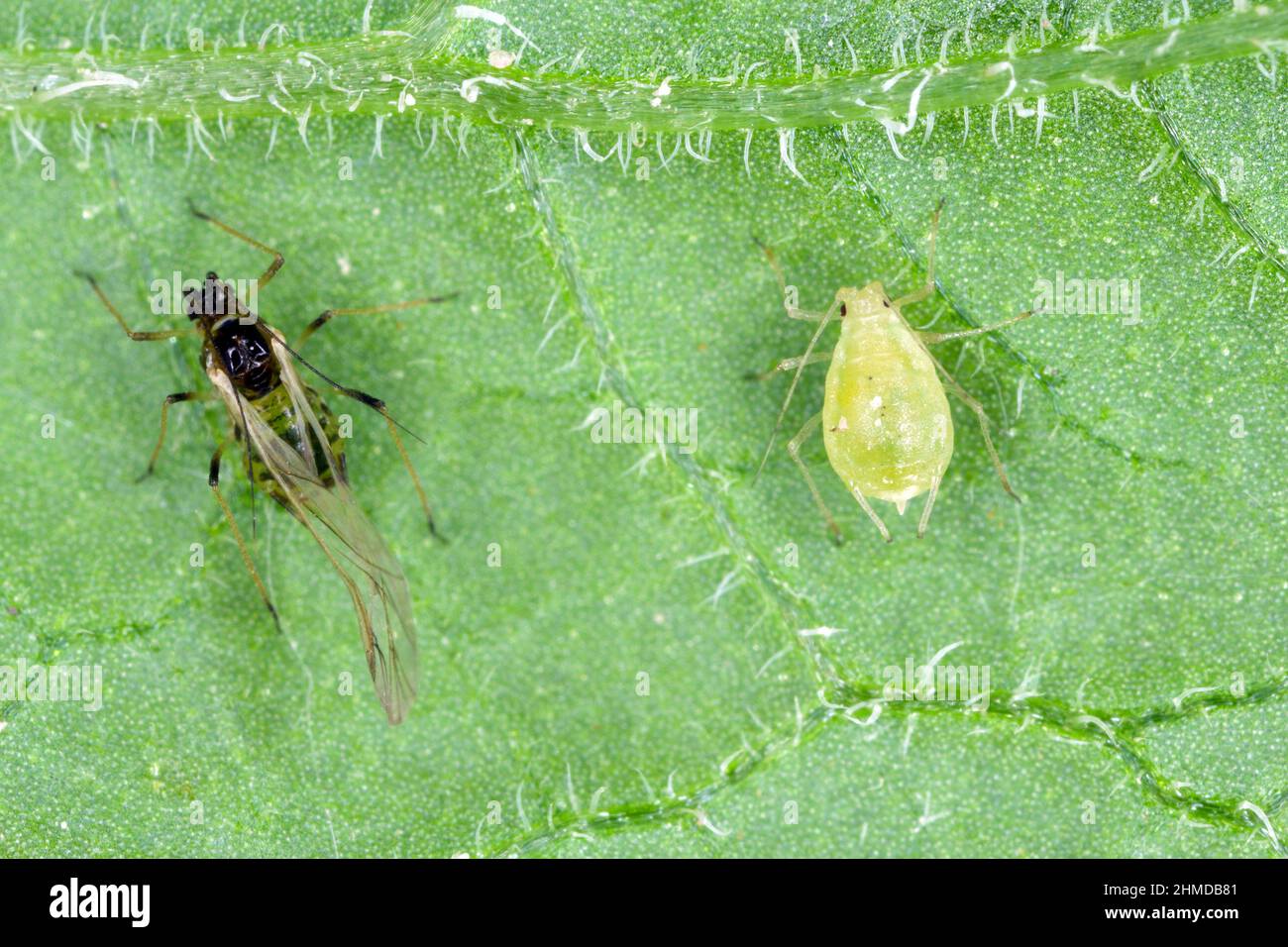 Winged and wingless form of Myzus persicae known as the green