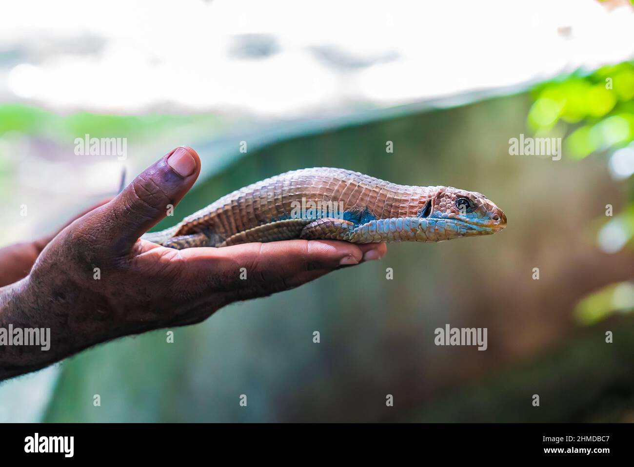 Lizard in the hands of man. Zanzibar, Tanzania Stock Photo