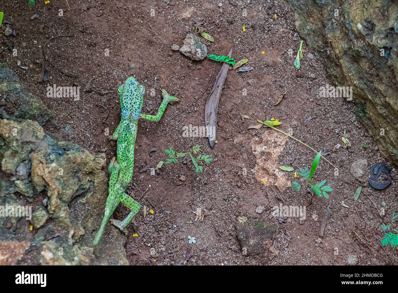 Chameleon on the ground. Chameleo on Zanzibar Stock Photo