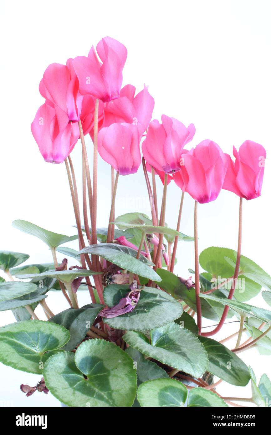Cyclamen,  pink persian cyclamen plant isolated on a white background. Latin name cyclamnos also known as snowbread Stock Photo