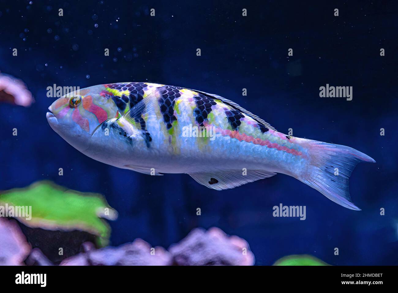 Six-banded wrasse of family Labridae of Indo-Pacific ocean. Thalassoma hardwicke species living in Indian and Pacific Oceans, Great Barrier of Stock Photo
