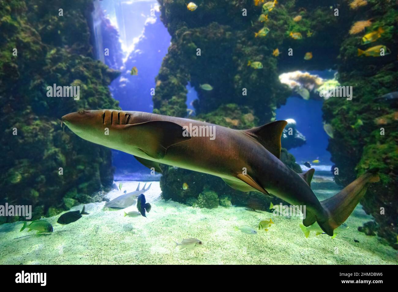 Close up of Nurse shark swimming in aquarium seabed. Ginglymostoma cirratum species in the family Ginglymostomatidae. Living in the Atlantic Ocean and Stock Photo