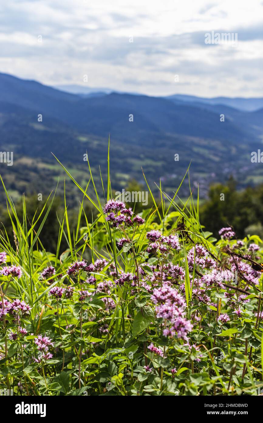 Wild and Small pink mountain flowers in Carpathians, Ukraine Stock Photo