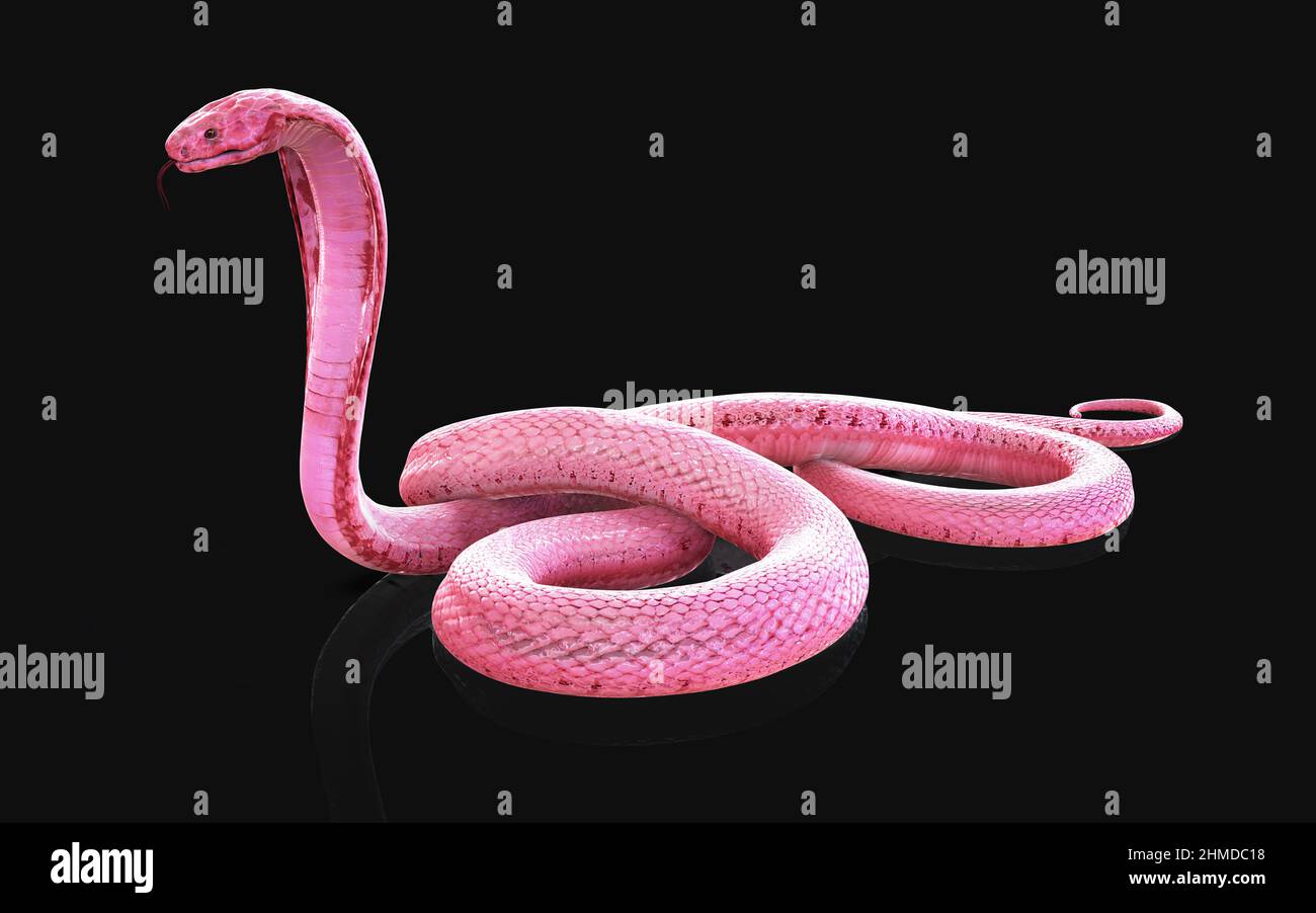3d Illustration of Albino king cobra snake isolated on black background,  Pink or white cobra snake Stock Photo - Alamy