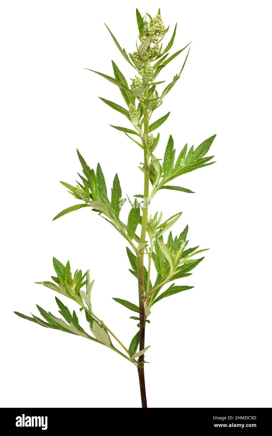 Artemisia vulgaris, common mugwort flower isolated on white background Stock Photo