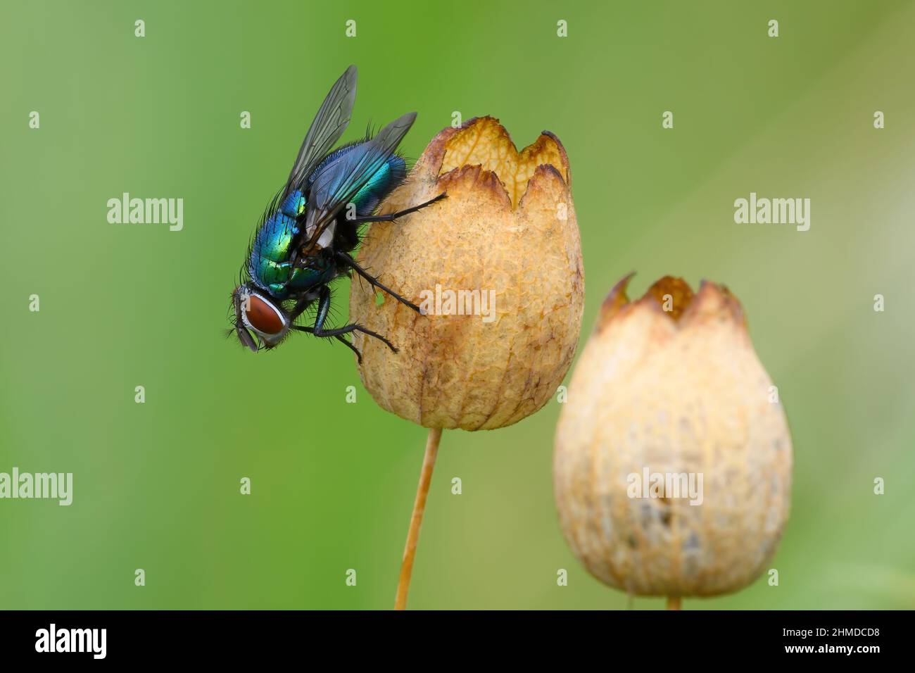 Blue bottle fly sitting motionless on a dry flower. In the meadow. Blurred background, copy space. Side view, closeup. Genus Calliphora vomitoria. Stock Photo