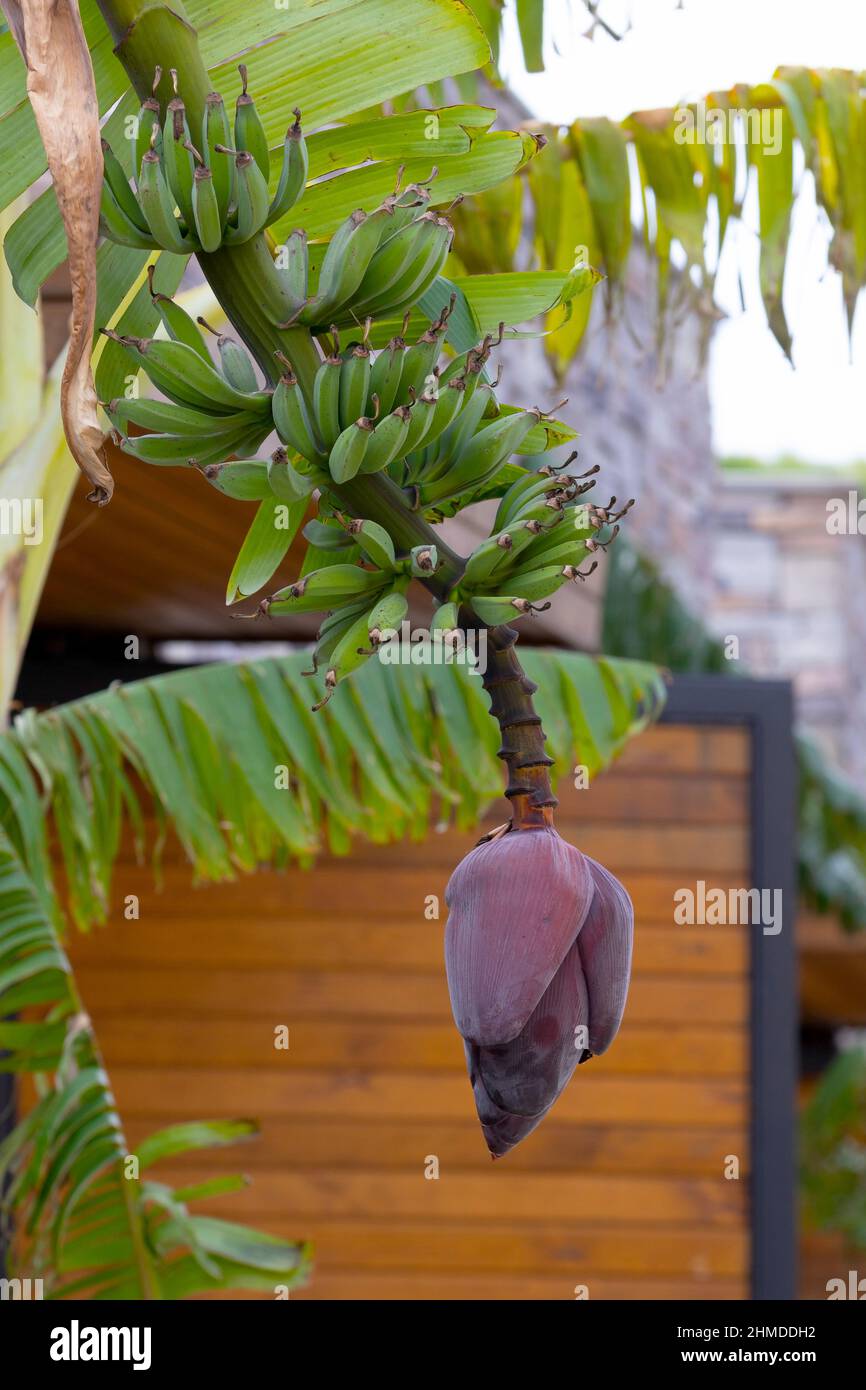 Banana trees are bearing fruit. Close-up bunch of still unripe green mini bananas growing on a tree against the backdrop of palm branches Stock Photo