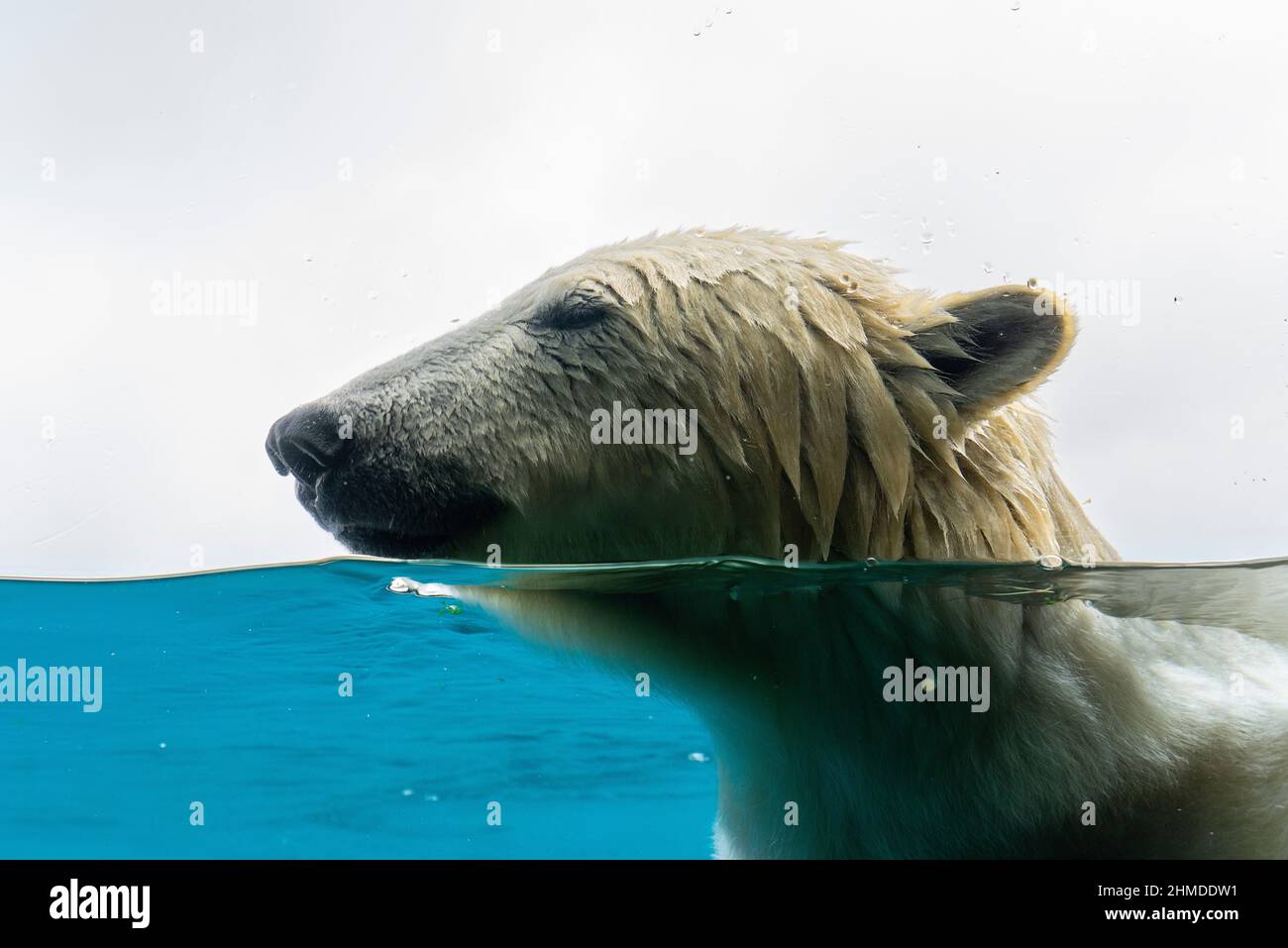 A Polar bear head swimming under water in the zoo Stock Photo