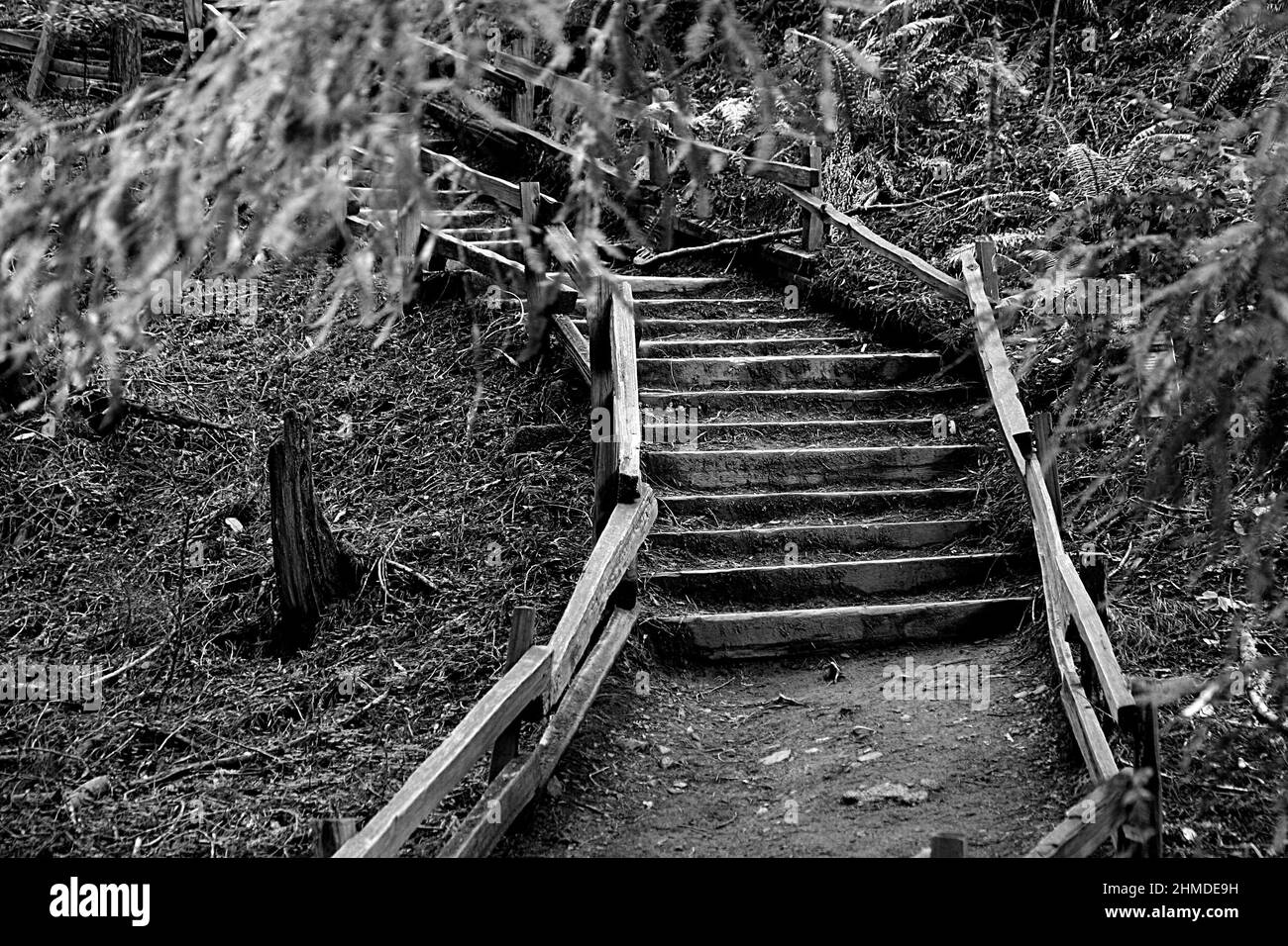 Black and White Wood and Dirt Staircase on a Forest Trail Stock Photo