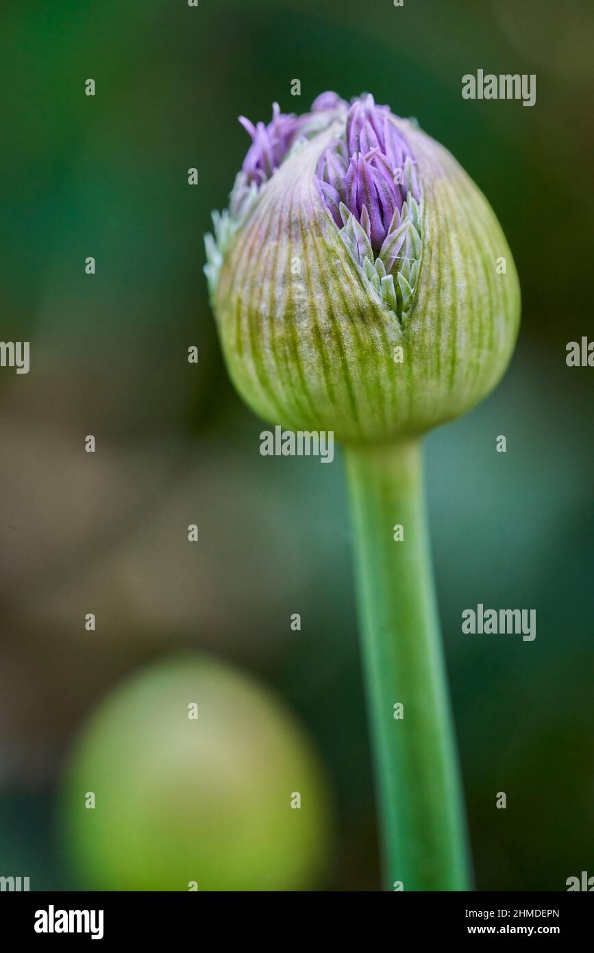 Portrait, vertical format, macro photo of a single Allium Gladiator flower bud. Flower gardening image with copy space. Stock Photo