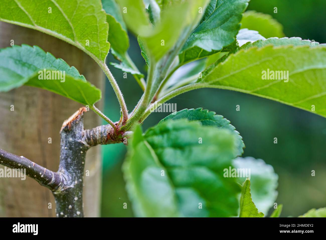 Espalier apple tree stem trained against a wooden pole and pruned to a side shoot fruiting spur. Close-up view of fresh apple tree leaves in Spring. Stock Photo