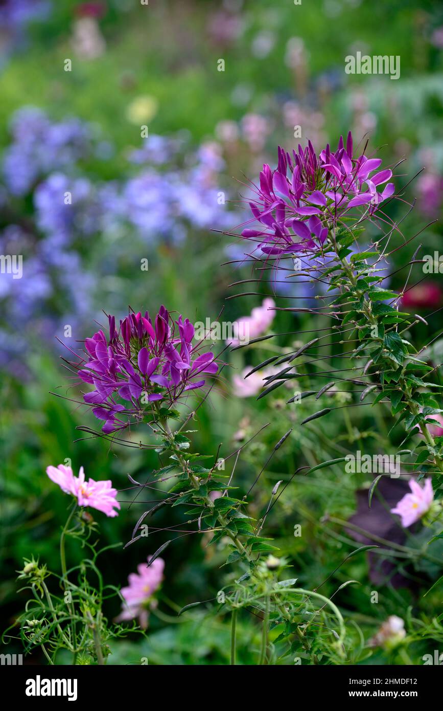 Cleome and cosmos hi-res stock photography and images - Alamy