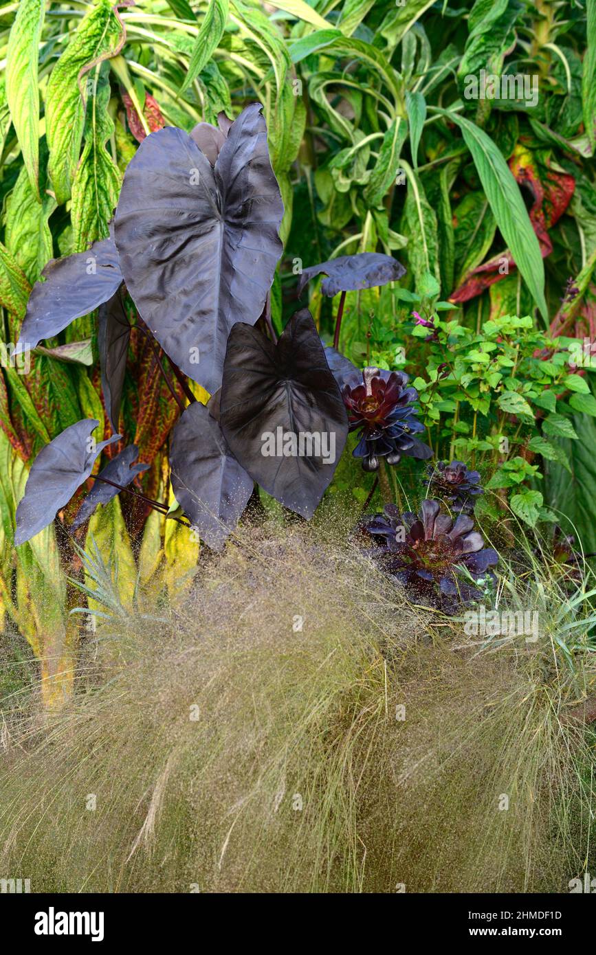 Colocasia Black Magic,Black Elephant Ears,stipa,aeonium,aeonium  zwartkop,succulaent,terracotta pot,container,tropical planting,dark leaves, dark foliag Stock Photo - Alamy