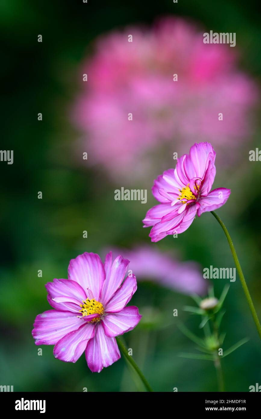 Cosmos bipinnatus picotee,pink white flowers,flowers,flowering display