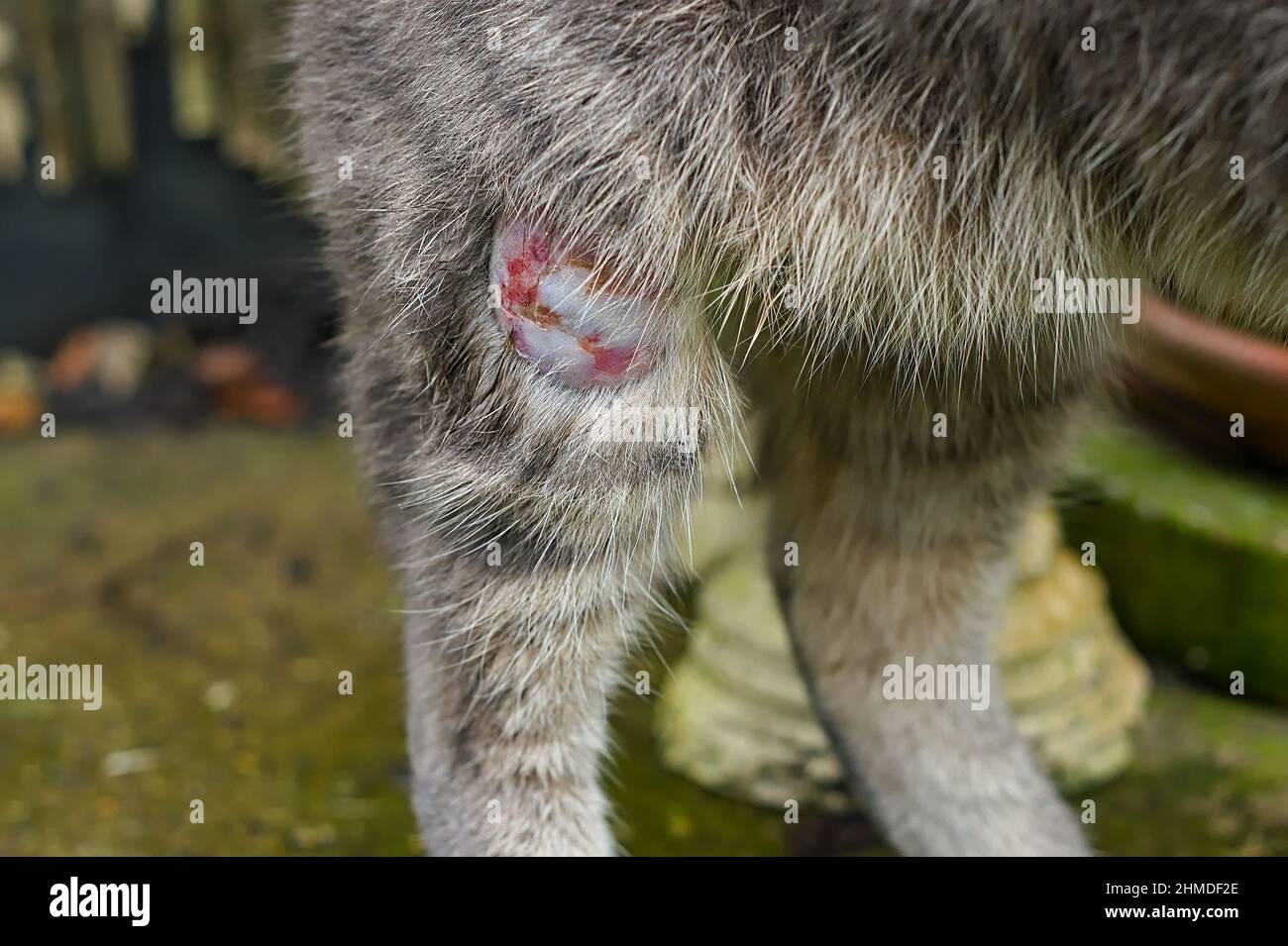 Cat standing with an injury causing an abscess on his upper leg Stock Photo