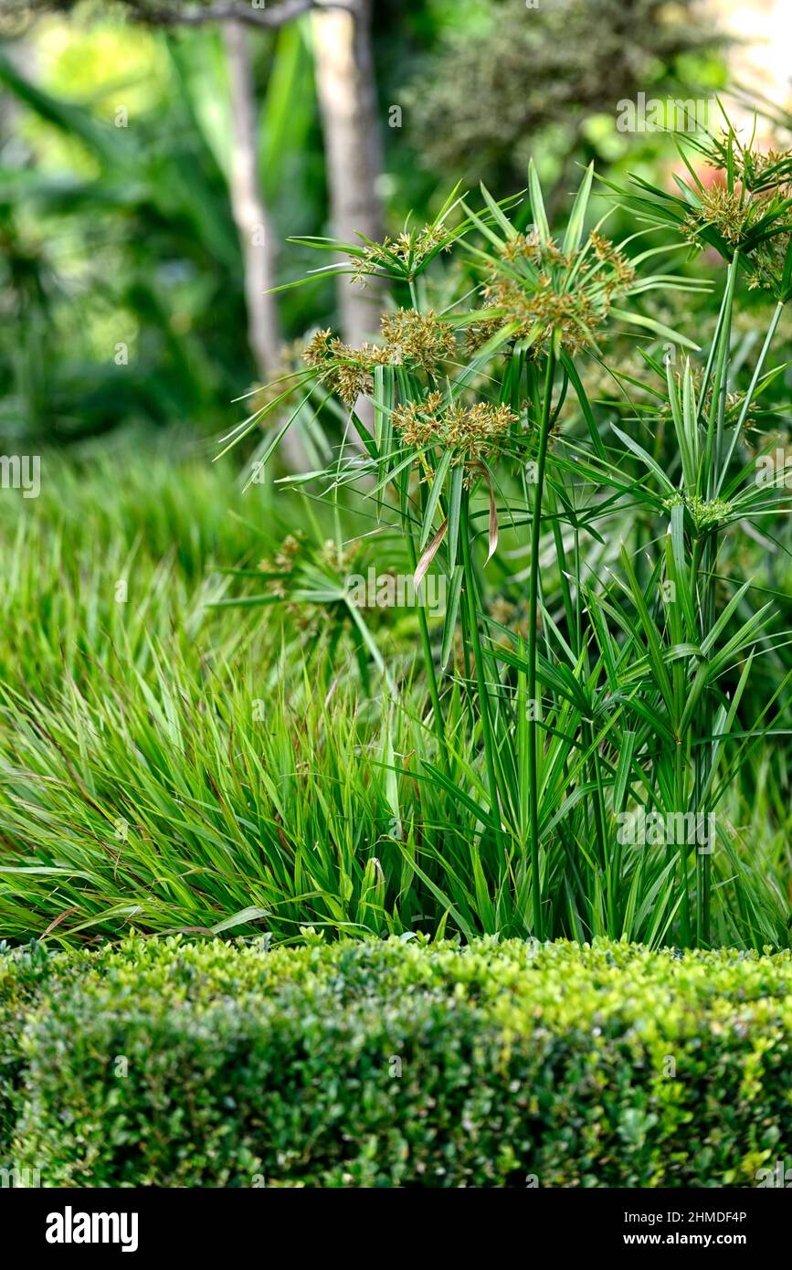 Cyperus papyrus, papyrus,papyrus sedge,paper reed,Indian matting plant,Nile grass,mixed with Hakonechloa macra,Japanese Hakon Grass,grass border,grass Stock Photo