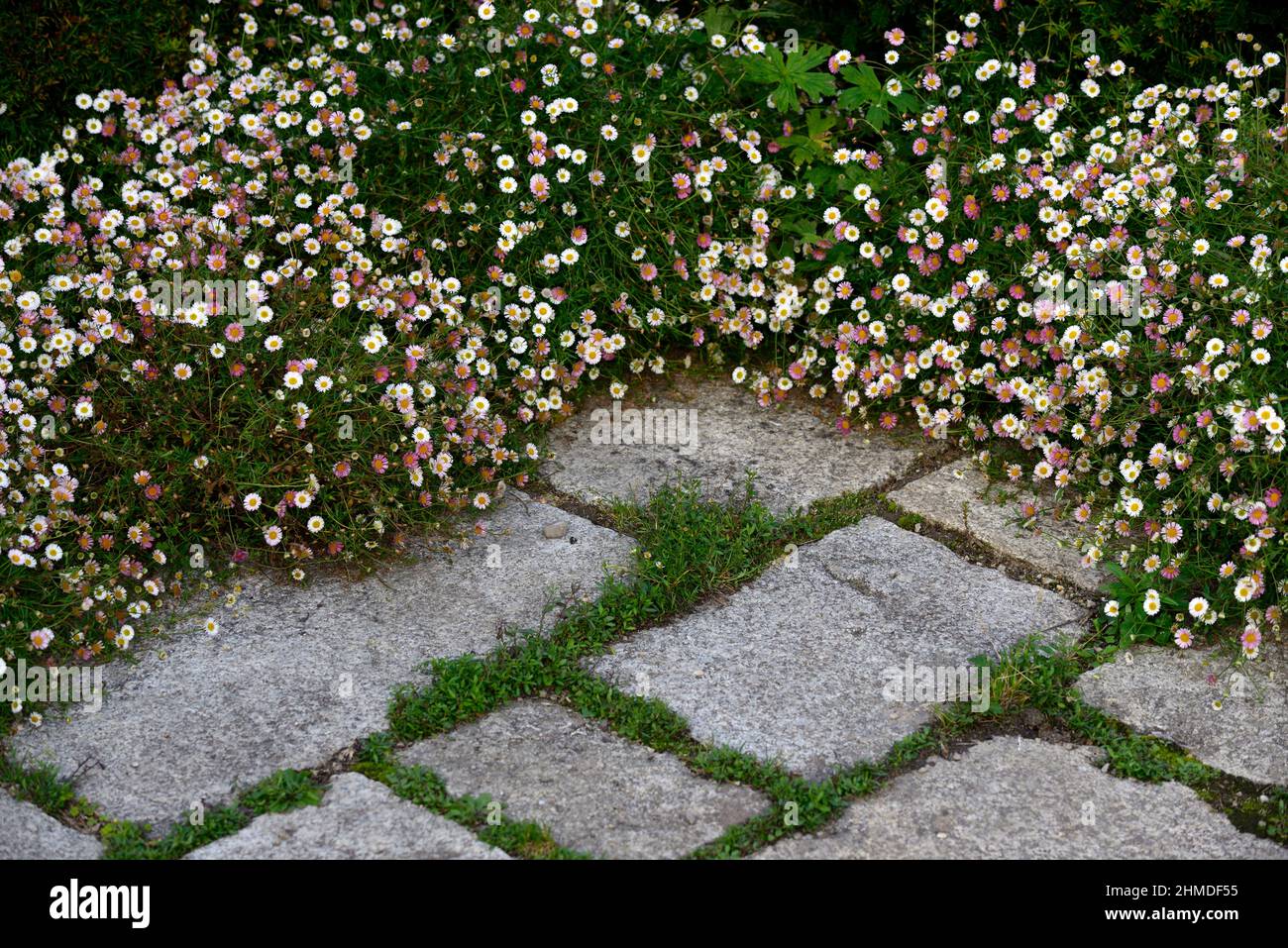 Erigeron karvinskianus, Mexican fleabane,daisy fleabane,white pink flowers,flowring,profusion,stone work,paving,patio,edge,edging,RM Floral Stock Photo