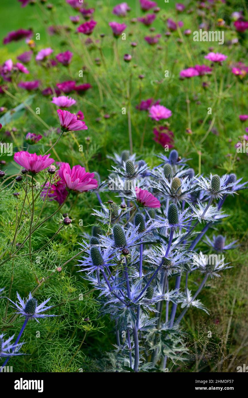Eryngium X Zabelii Big Blue,Sea Holly,blue flowers,blue flower,flowering,border,purple cosmos in background,copy space,blue and purple flowers,RM Flor Stock Photo