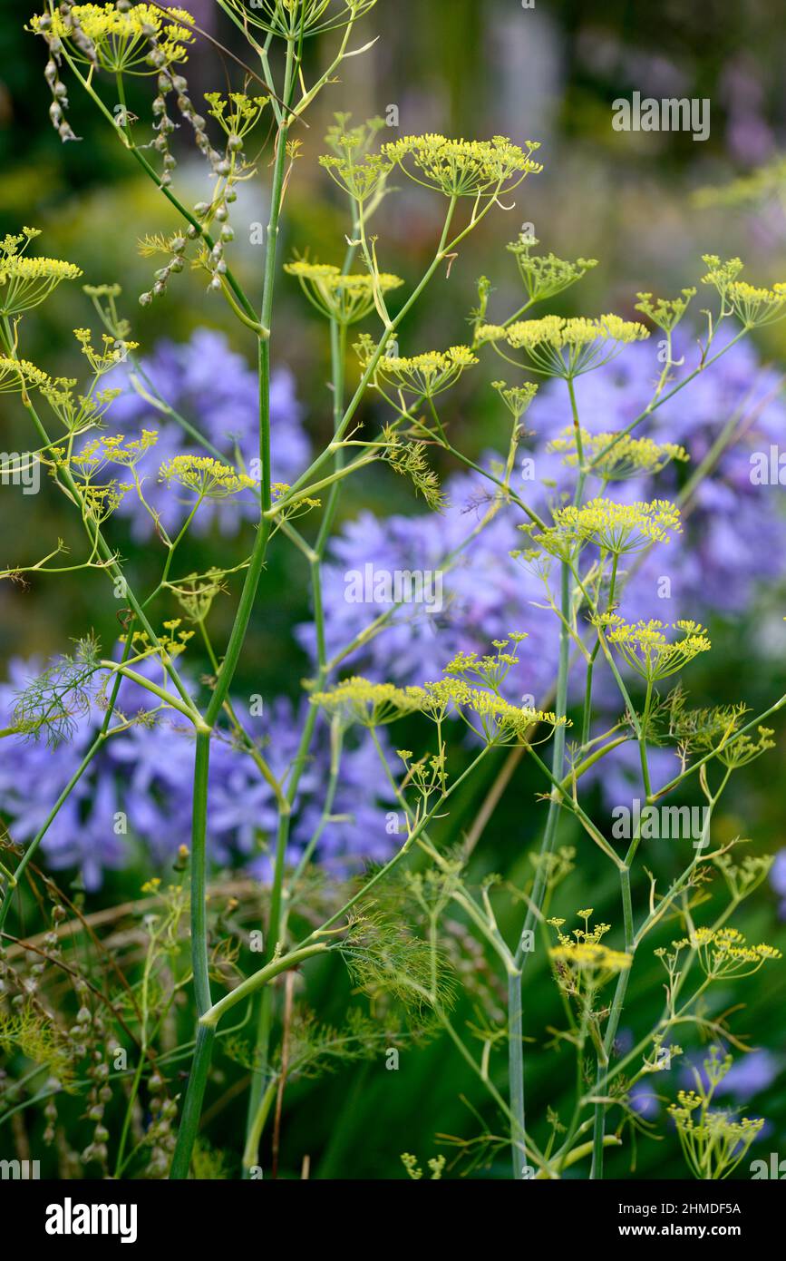 foeniculum vulgare purpureum,purple,fennel,bronze fennel,,agapanthus