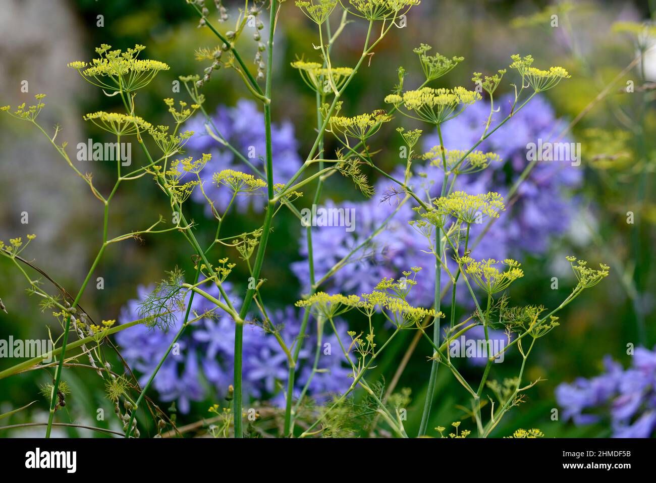foeniculum vulgare purpureum,purple,fennel,bronze fennel,,agapanthus