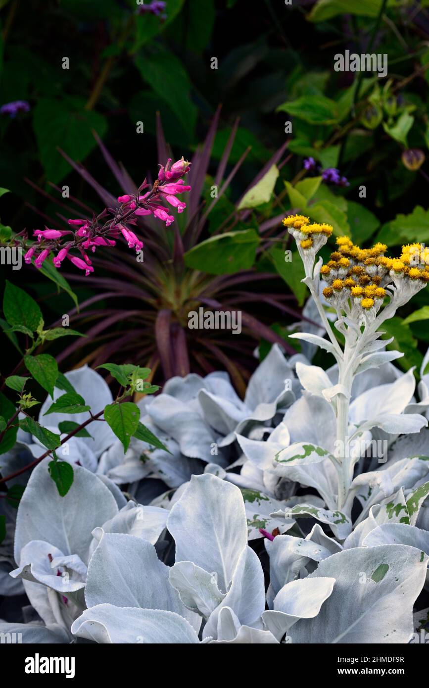 Senecio Angel Wings,silver leaves,silver foliage,attractive,yellow ...