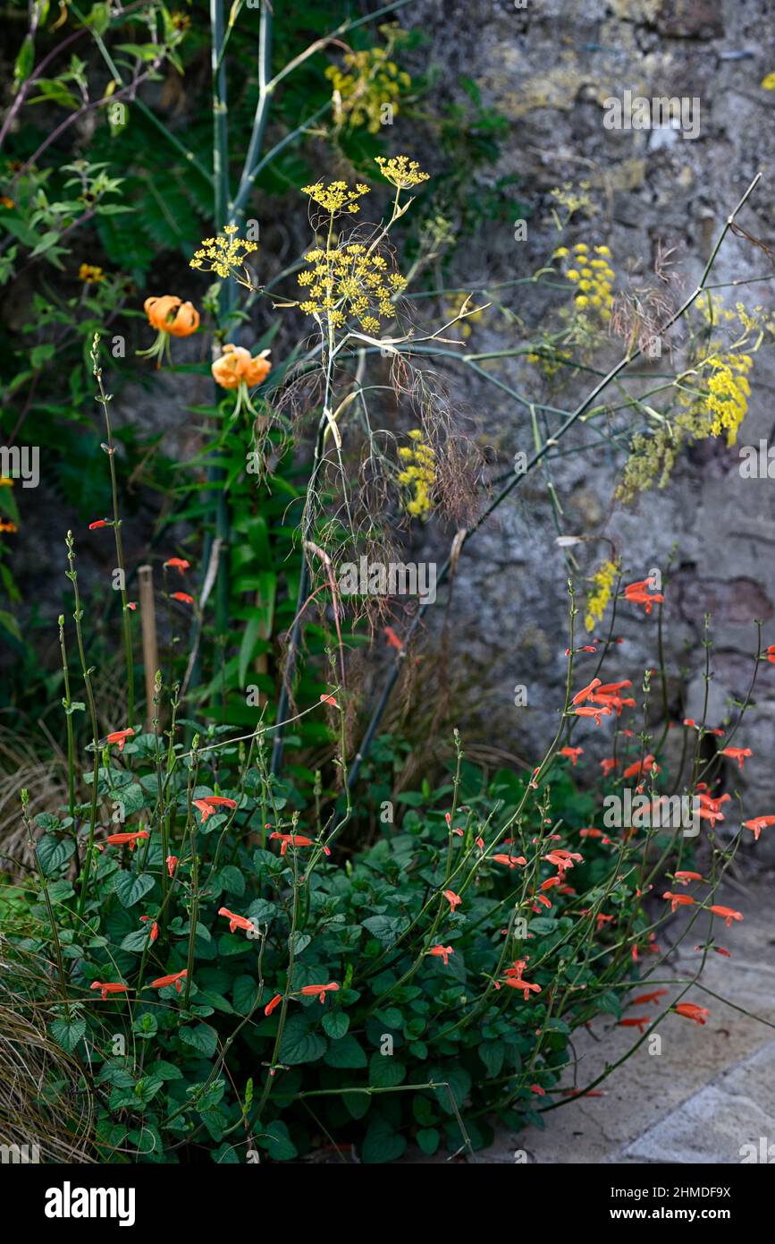 Salvia stolonifera,intense orange flowers,tubular flowers,sages,sage