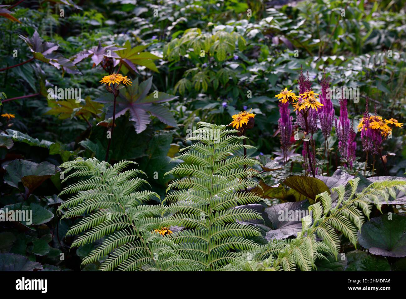 ligularia dentata britt marie crawford; yellow flowers; flower; flowering; perennials; dark brown foliage leaves; marginal plant; garden; gardens;Asti Stock Photo