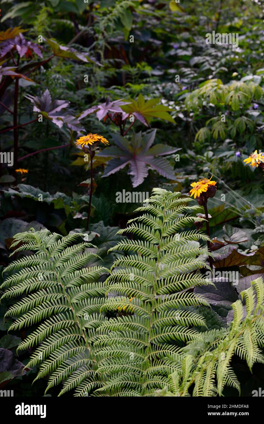 ligularia dentata britt marie crawford; yellow flowers; flower; flowering; perennials; dark brown foliage leaves; marginal plant; garden; gardens; pol Stock Photo