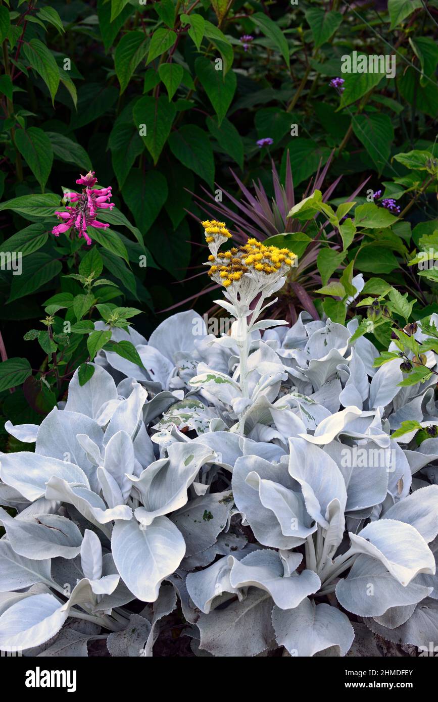 Senecio Angel Wings,silver,leaves,foliage,tender  perennial,garden,gardens,RM Floral Stock Photo - Alamy