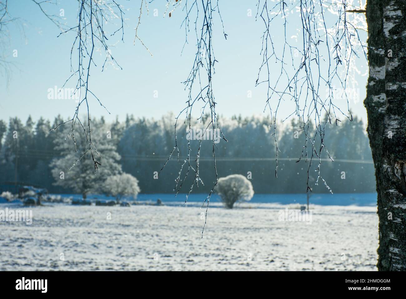 Winter landscape with snowy fields and icy birches in the foreground. Background image Stock Photo