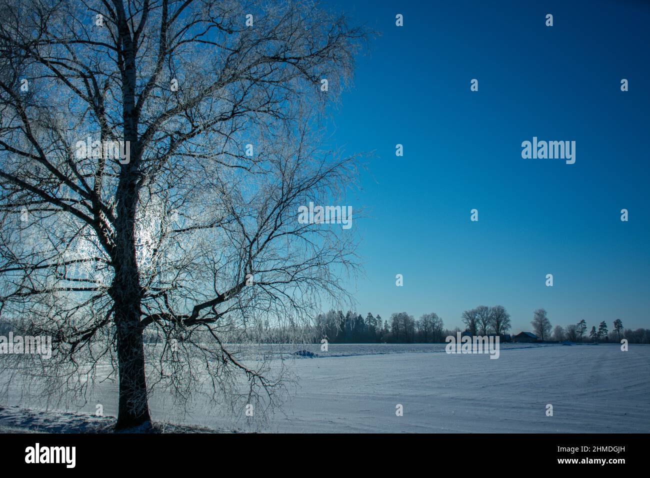 Winter landscape with snowy fields and icy birches in the foreground. Background image Stock Photo