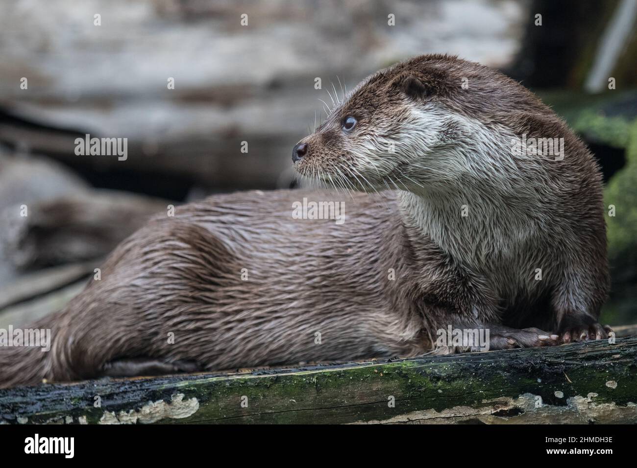 Close-up portrait of cute eurasian otter is in a pond Stock Photo