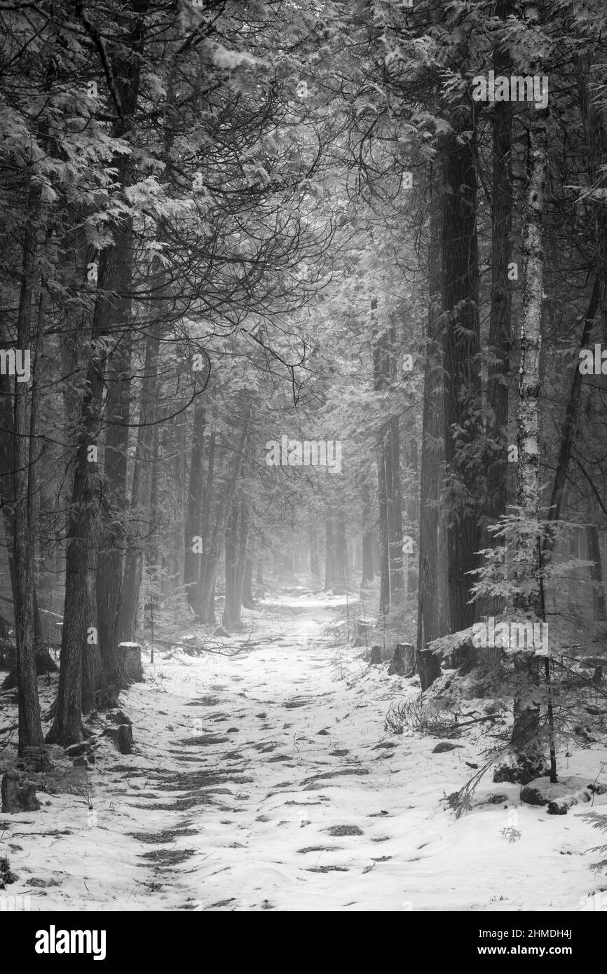 A light fog lends a mysterious feel to an afternoon walk with the dog along a trail in the Baileys Harbor Boreal Forest in Door County Wisconsin. Stock Photo