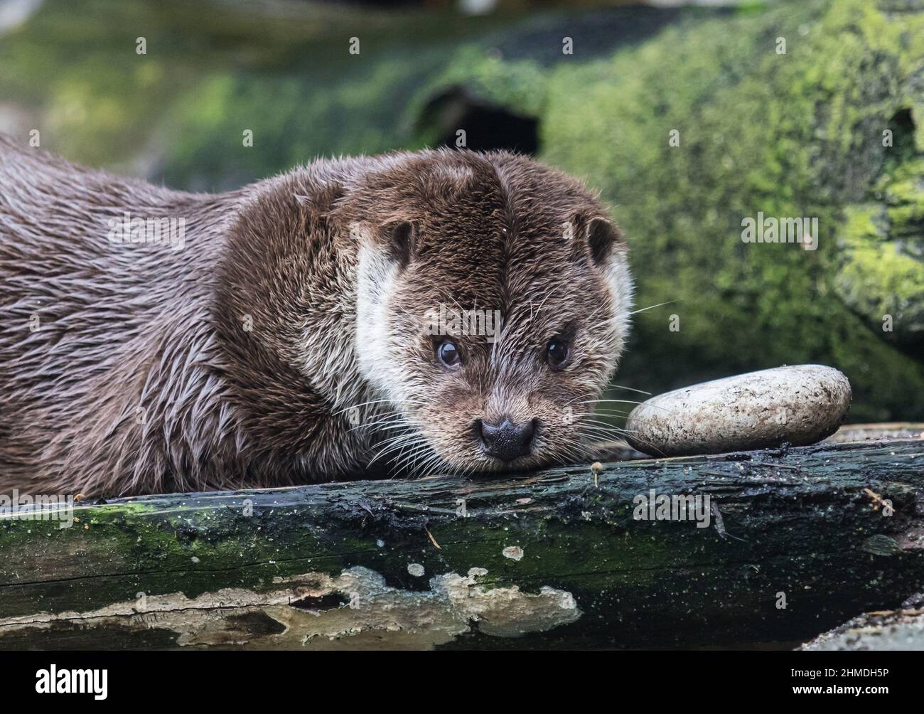 Close-up portrait of cute eurasian otter is in a pond Stock Photo