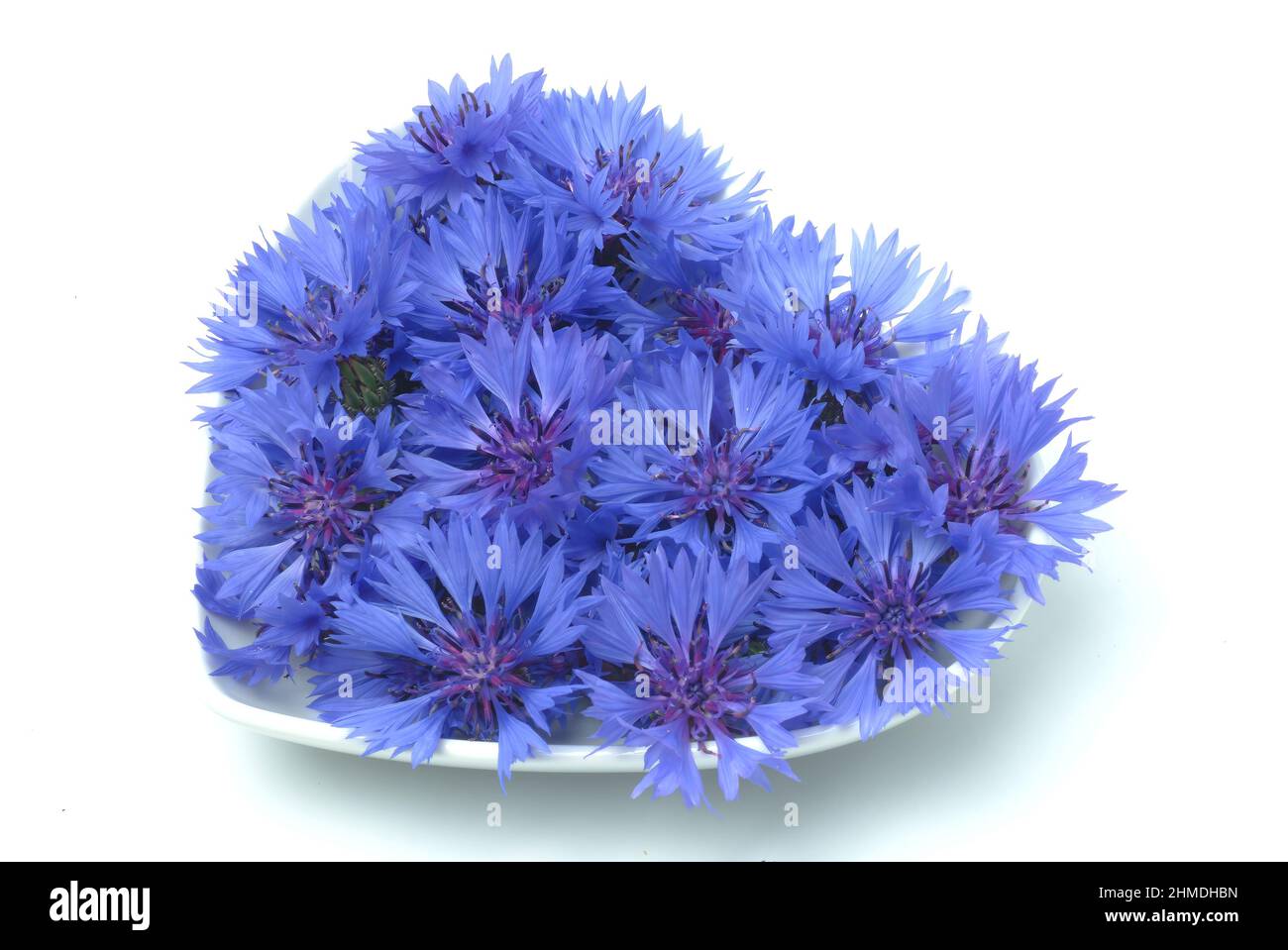 Kornblume, Centaurea cyanus, eine Pflanzenart aus der Gattung Centaurea innerhalb der Familie der Korbblütler. Die blaue Kornblume kommt als Heilpflan Stock Photo